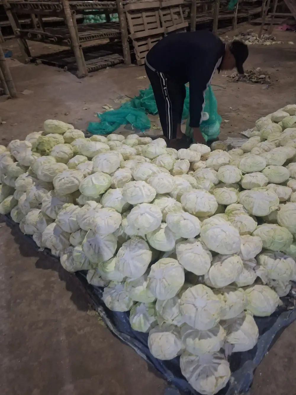 Bulk Cabbage Export from Indonesia