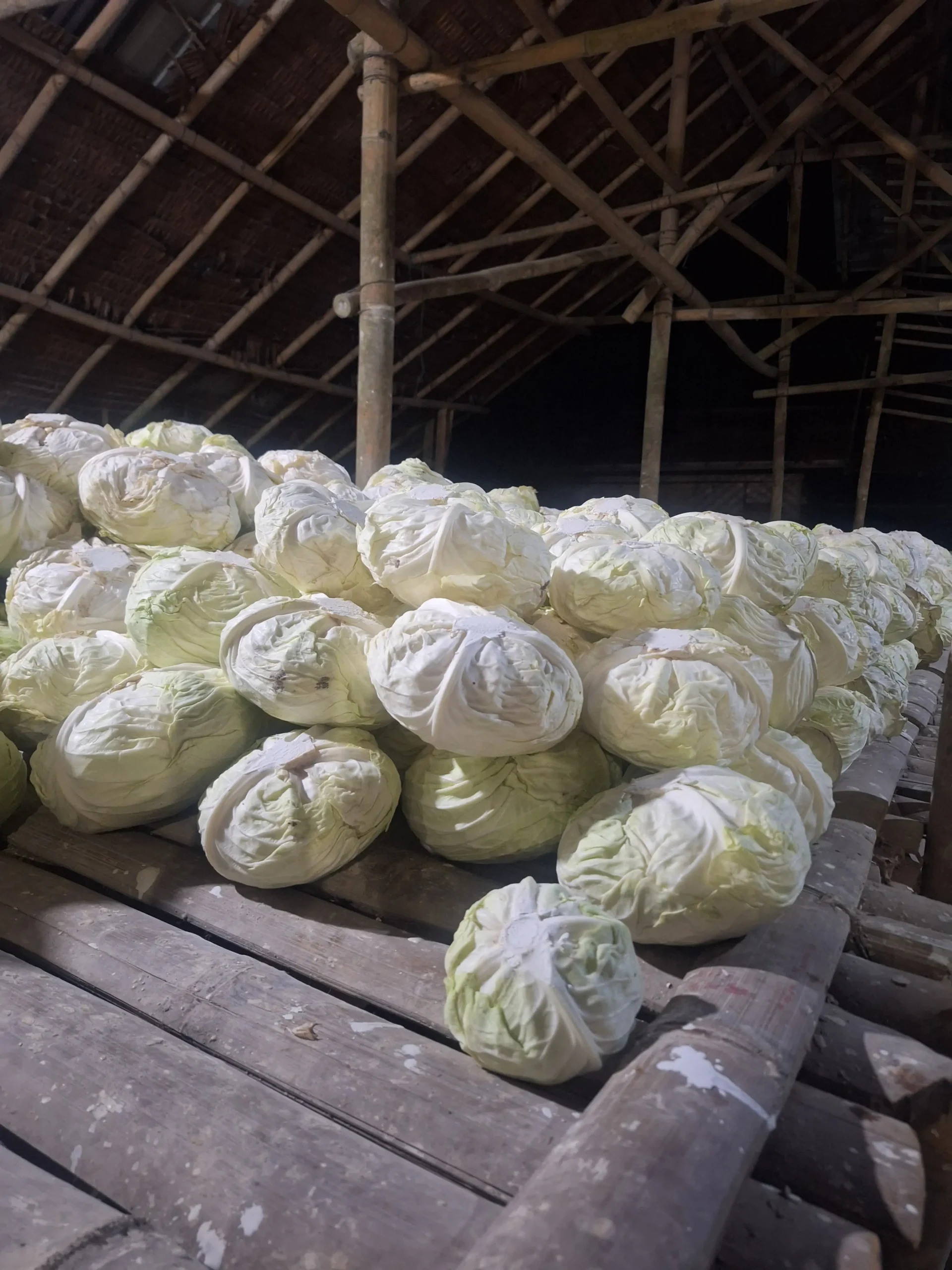 Fresh Cabbage Exporter