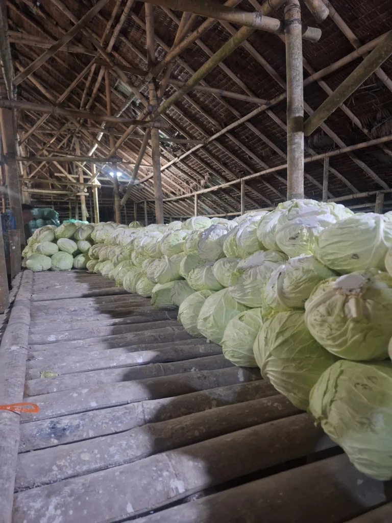Fresh Cabbage Supplier for Importers Shelf Life and Versatility