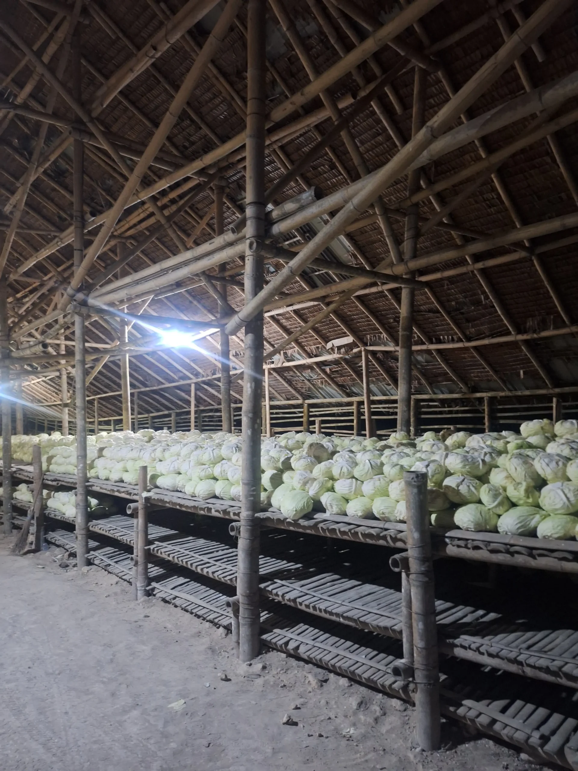 Global Cabbage Distributor B2B