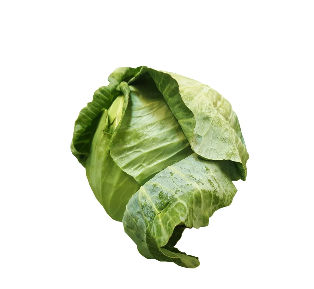 🥬 Our Product 1 Green Cabbage 1