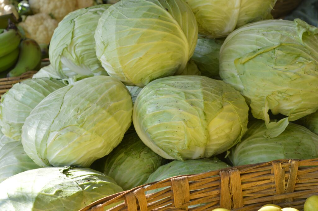 Indonesia cabbages Indonesia cabbages