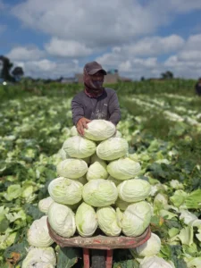 Home 8 Premium Berastagi Cabbage Exporter