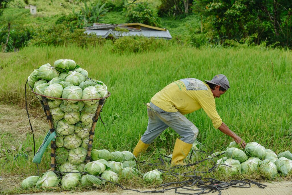 🥬 About Us 3 cabbages farmer