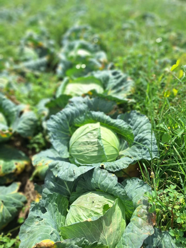 certified-cabbage-exporter-Indonesia certified cabbage exporter Indonesia 1