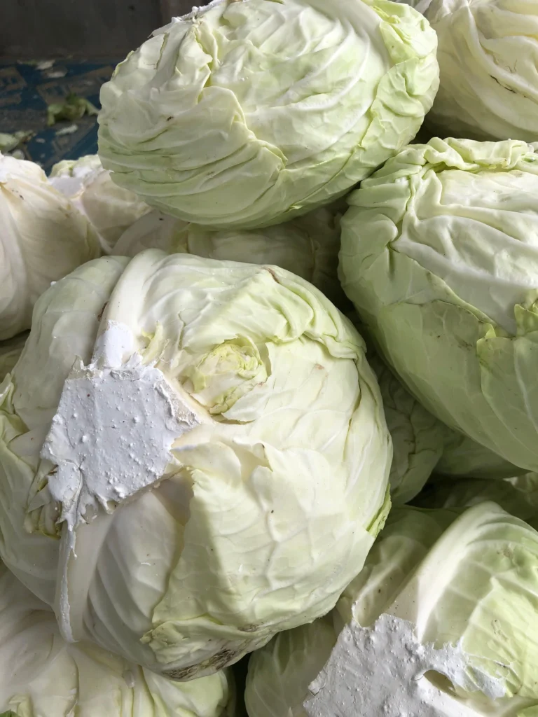 fresh-cabbage-supplier-for-overseas-buyers Our Premium Cabbage-Selectio