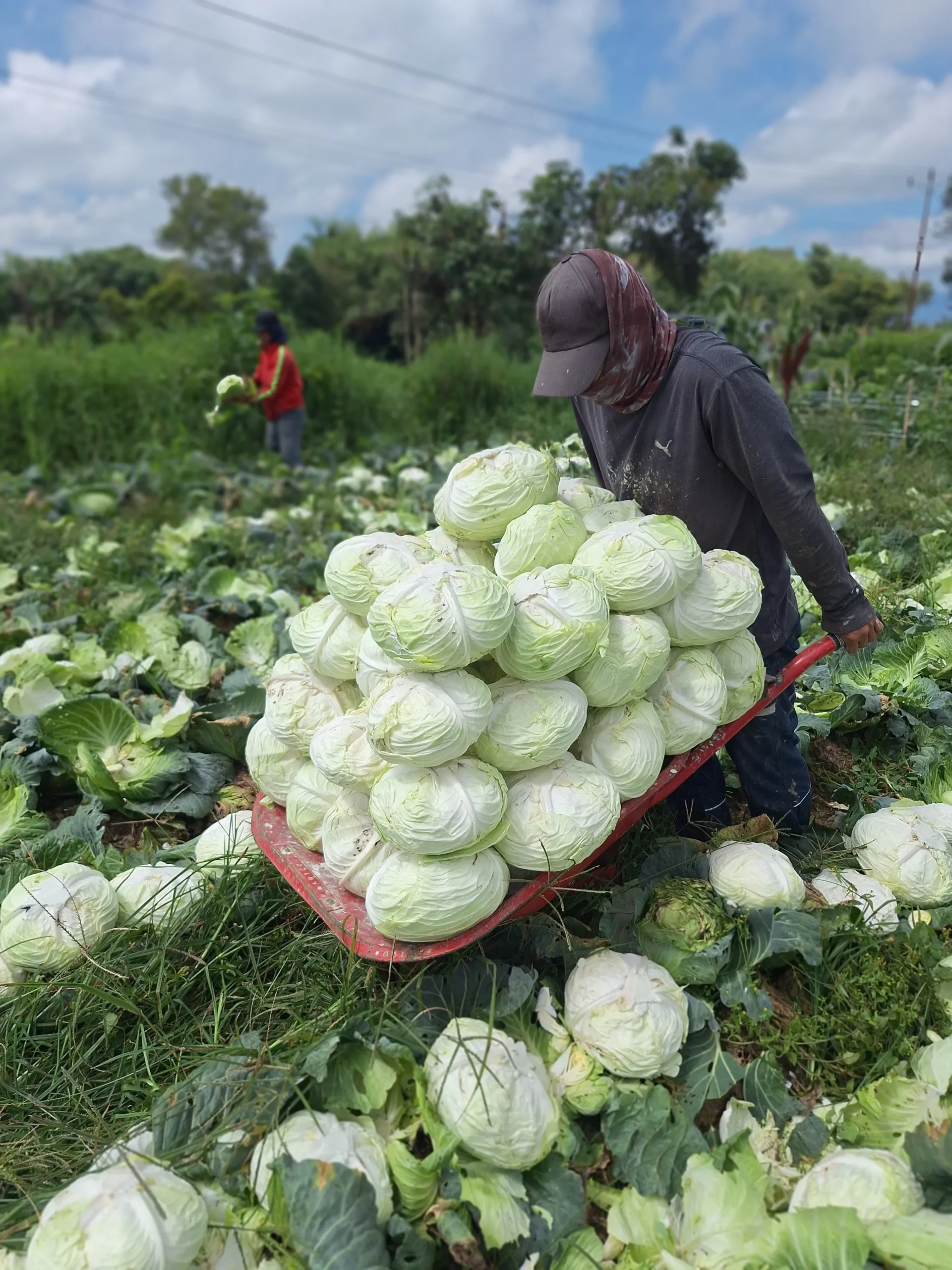Export Quality Green Cabbage