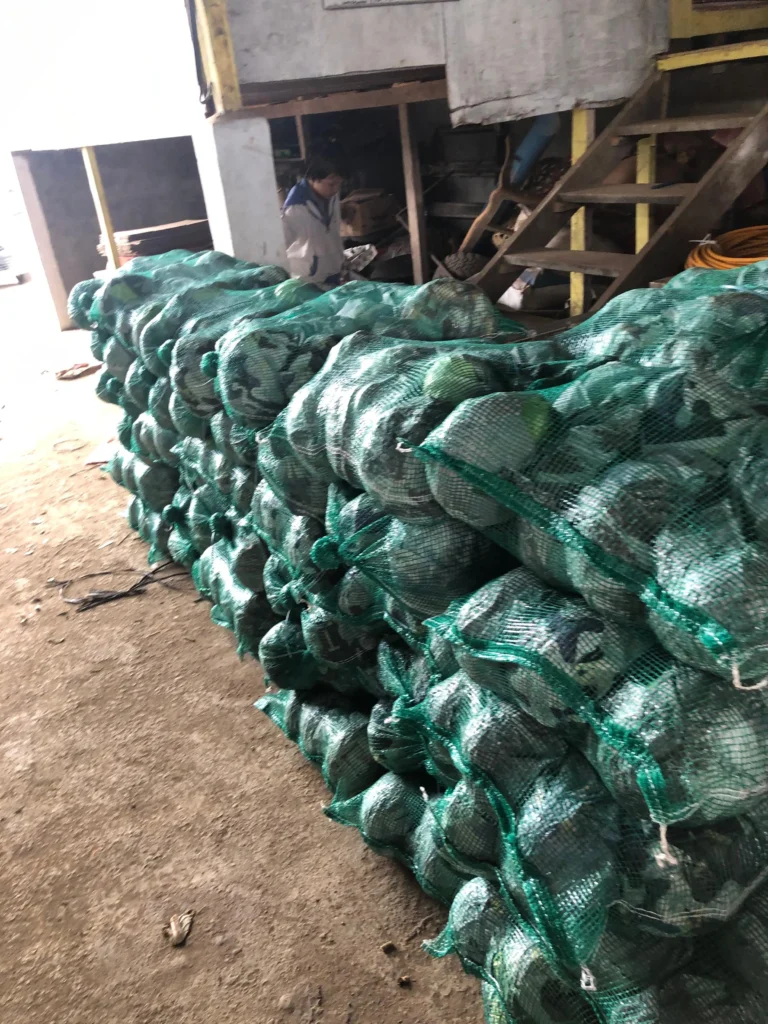 fresh-cabbage-supplier-with-certifications fresh cabbage supplier with certifications 1