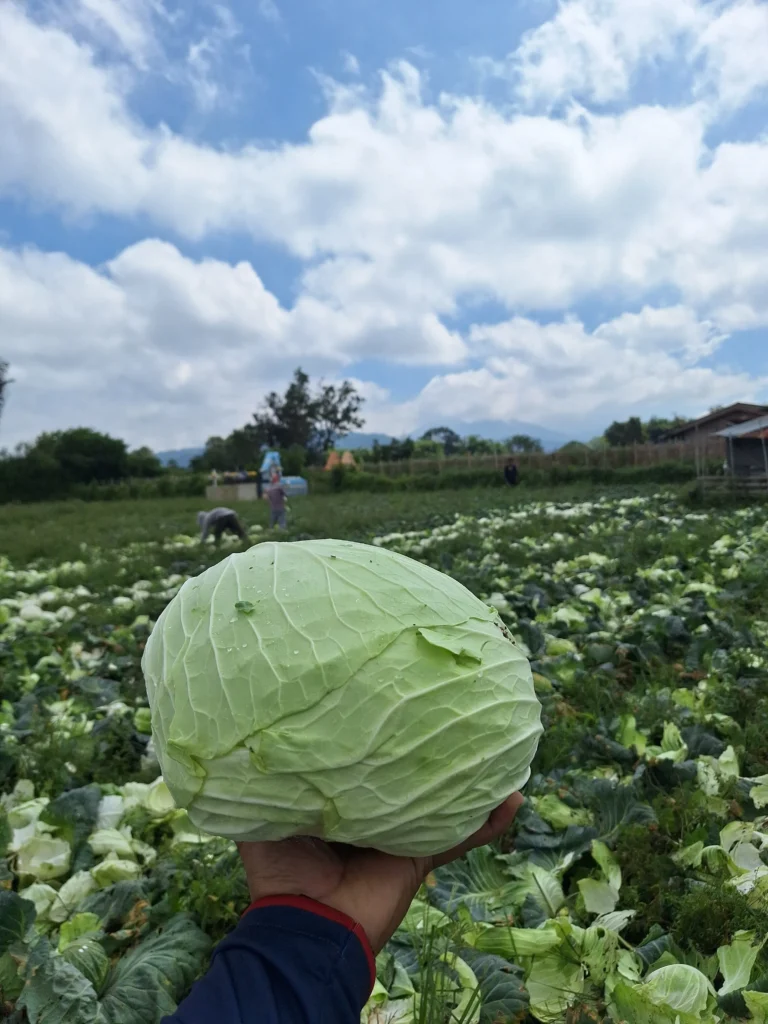fresh-vegetable-exporter-Indonesia Indonesian Fresh Cabbage from Berastagi Indonesia