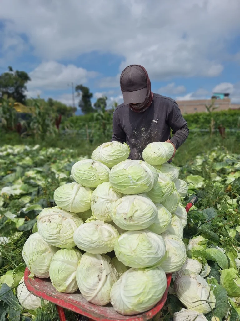fresh-vegetables-exporter-Southeast-Asia fresh vegetables exporter Southeast Asia 1