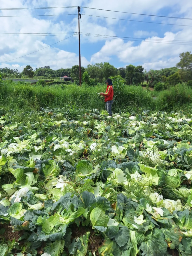frozen-cabbage-exporter-for-food-industry frozen cabbage exporter for food industry 1