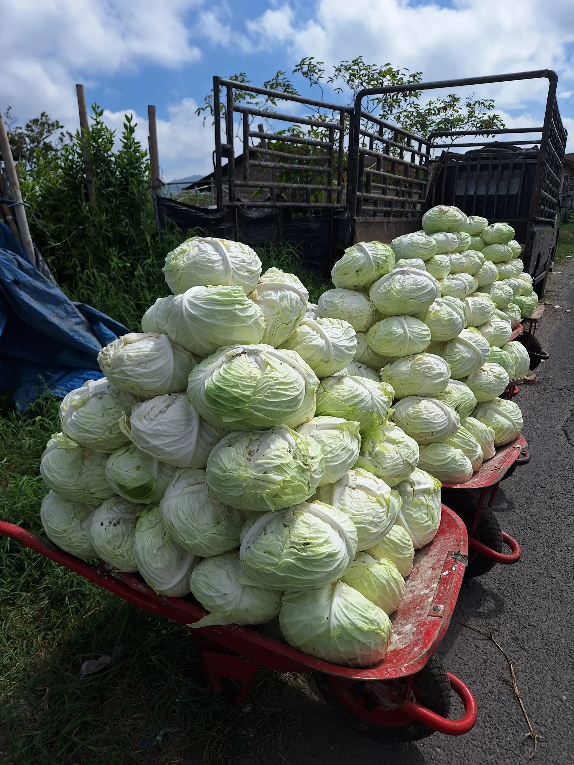berastagi cabbage supplier for export