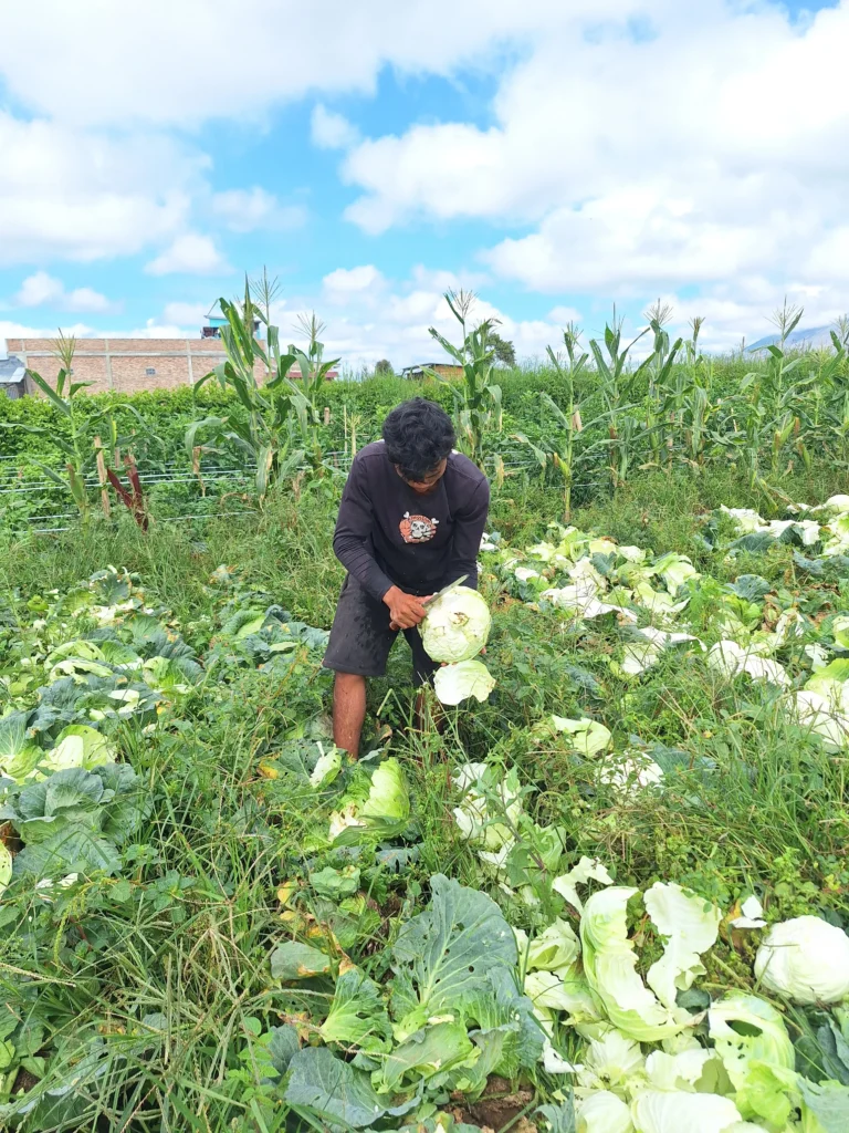 frozen-fresh-vegetable-supplier-Indonesia frozen fresh vegetable supplier Indonesia 1
