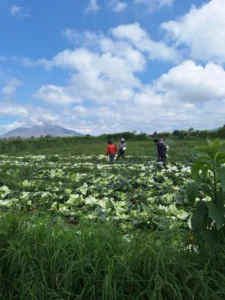 🥬 About Us 6 organic cabbage exporter Indonesia 1
