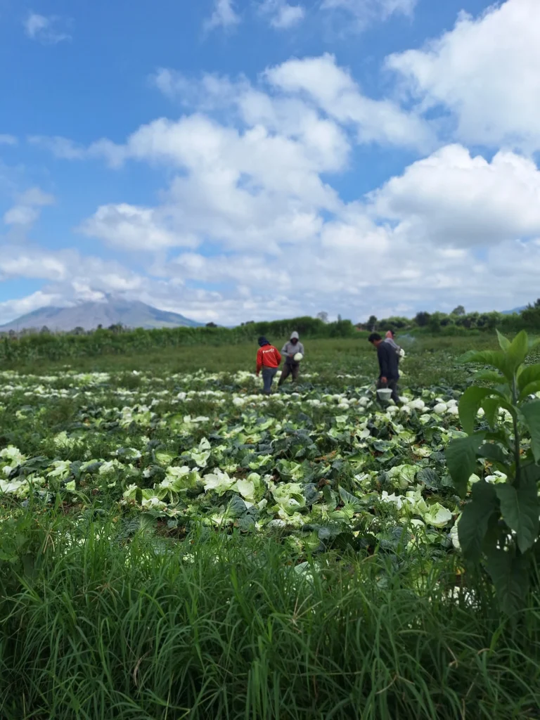 organic-cabbage-exporter-Indonesia organic cabbage exporter Indonesia 1