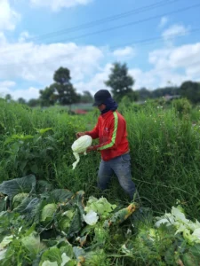 🥬 About Us 8 reliable fresh cabbage supplier 1