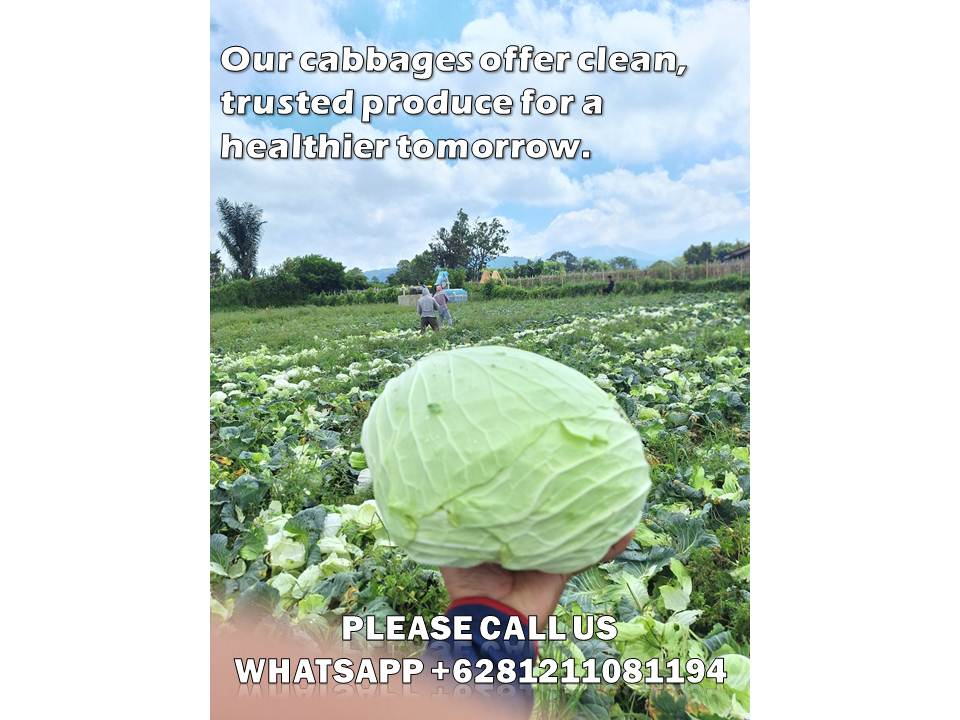 Sustainable Cabbage Farming Indonesia – Unlocking the Power of Eco-Friendly Agriculture for Global Markets 1 sustainable cabbage farming Indonesia