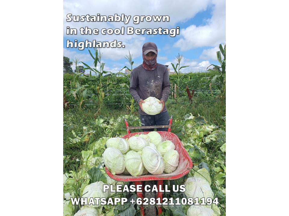 Top Vegetable Exporter Indonesia: Unlocking Premium Quality Cabbage and Fresh Vegetables for Global Markets 1 top vegetable exporter Indonesia