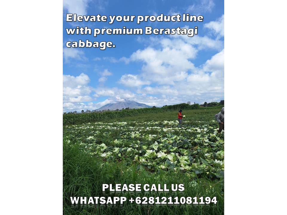 Why Traceable Cabbage Source Indonesia is the Best Choice for Importers 1 traceable cabbage source Indonesia