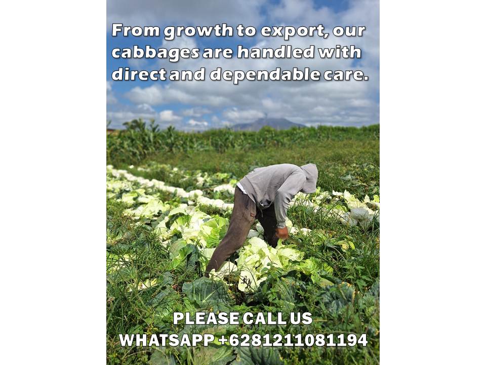 Top-Rated Tropical Cabbage Exporter Asia – Boost Your Import Success with Indonesia’s #1 Supplier 1 tropical cabbage exporter Asia