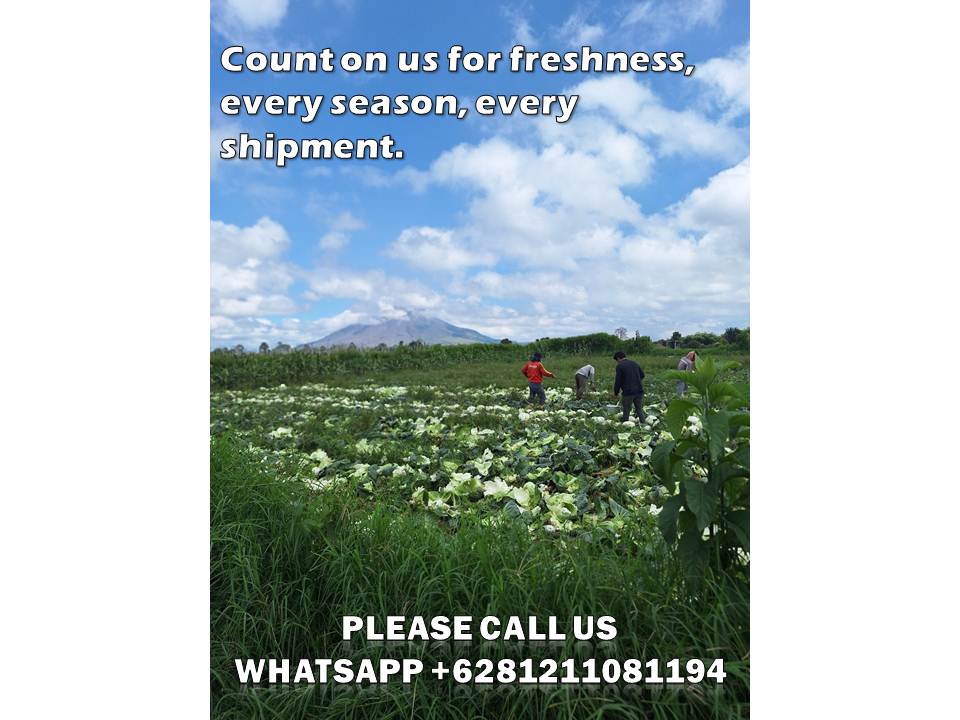 tropical vegetable exporter Indonesia 1 tropical vegetable exporter Indonesia