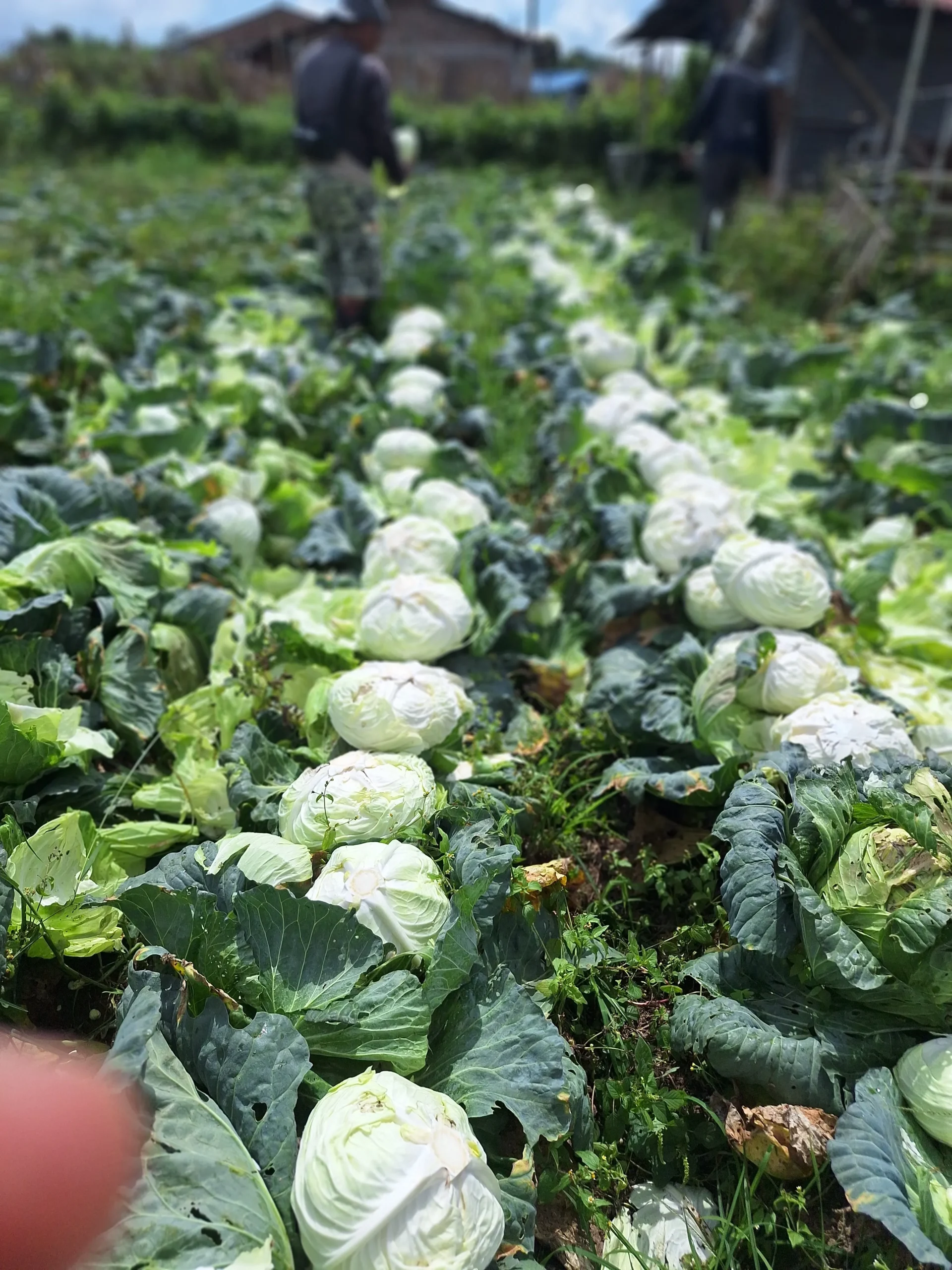 Cabbage Export Wholesale