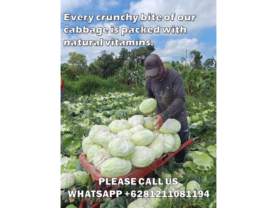 Vacuum Packed Cabbage Exporter: Discover the Power of Freshness and Long Shelf Life 1 vacuum packed cabbage exporter
