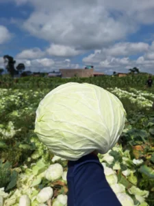 Home 1 premium berastagi cabbage