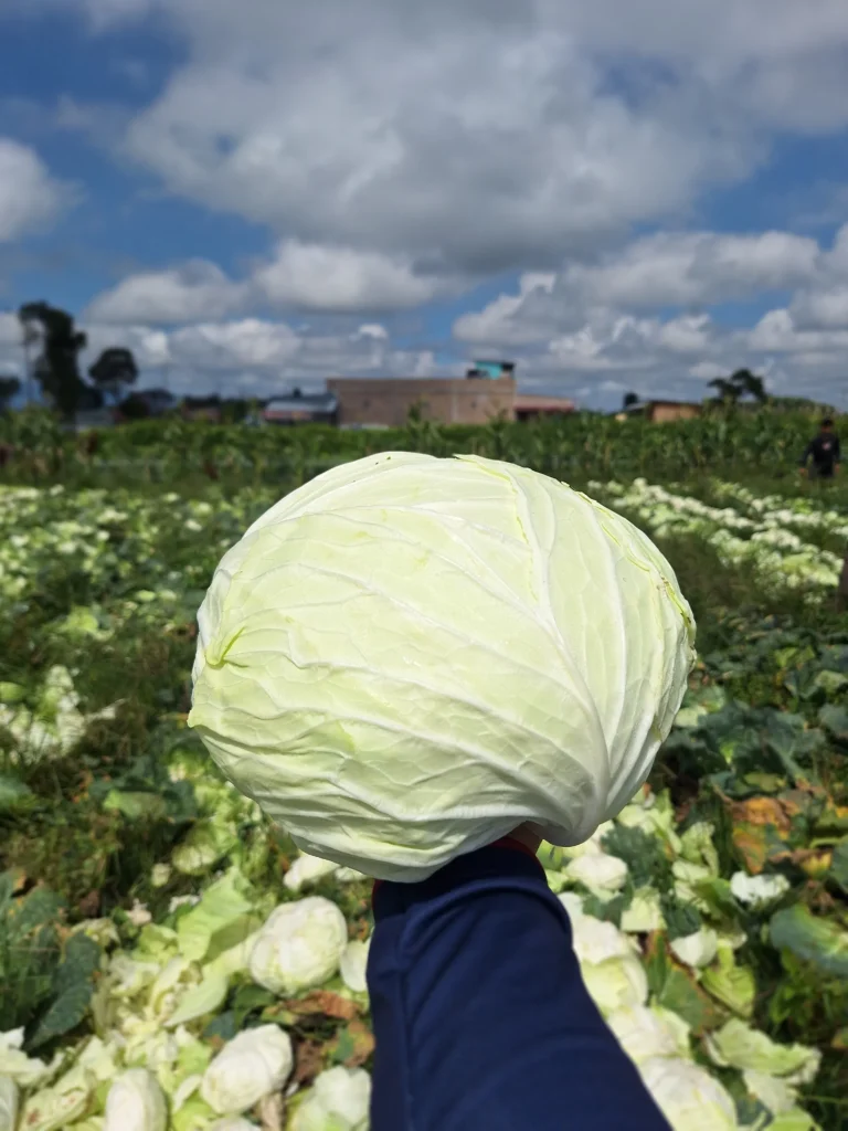 The Secret to Success in Indonesia-Malaysia Vegetable B2B: Premium Berastagi Cabbage Ready for Export! 1 premium berastagi cabbage