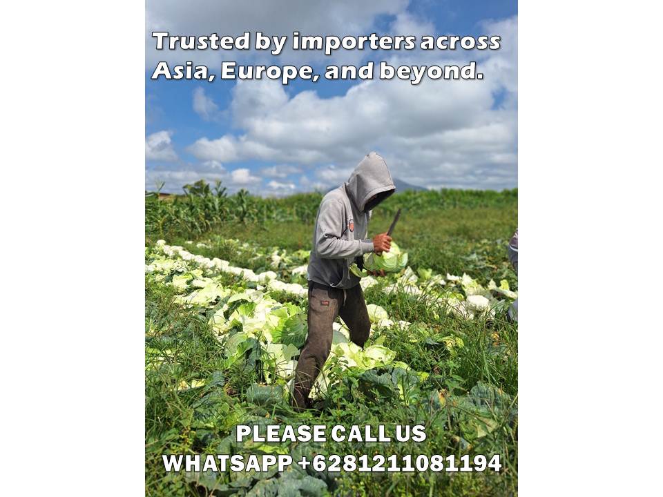 Ultimate Guide to Vegetable Cargo Indonesia Cabbage Exports for Your Business Success 1 vegetable cargo Indonesia cabbage