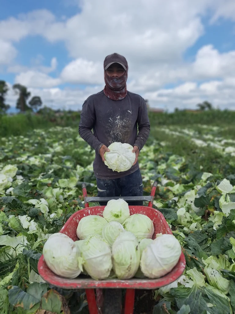 wholesale-cabbage-exporter wholesale cabbage exporter