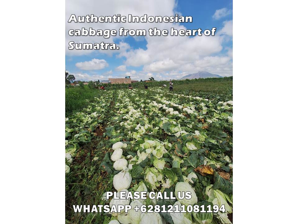 Top 5 Powerful Benefits of Choosing a Wholesale Cabbage Exporter from Indonesia 1 wholesale cabbage exporter from Indonesia