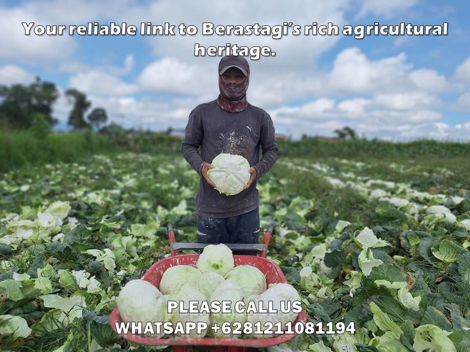 Top 7 Wholesale Cabbage Shipment Solutions You Can Rely On 1 wholesale cabbage shipment solutions