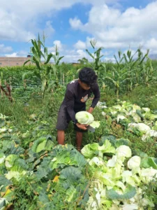 🥬 About Us 9 wholesale cabbage supplier Indonesia 1