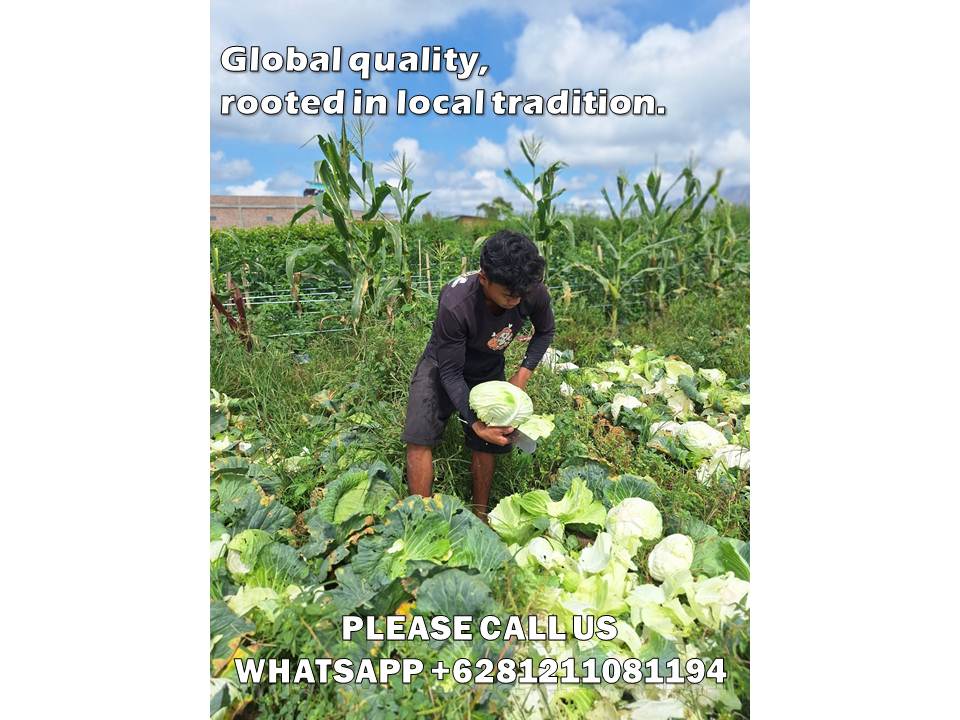 Top 10 Benefits of a Reliable Wholesale Cabbage Supply for Restaurants 1 wholesale cabbage supply for restaurants