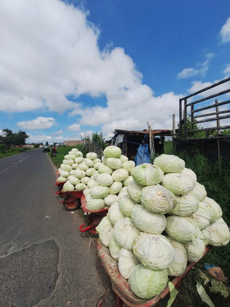 wholesale-fresh-cabbage-supplier Trusted Cabbage Exporter and Supplier from Indonesia