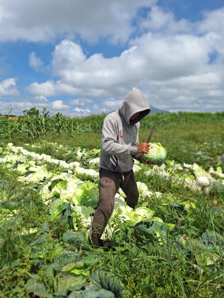 wholesale-frozen-cabbage-supplier wholesale frozen cabbage supplier