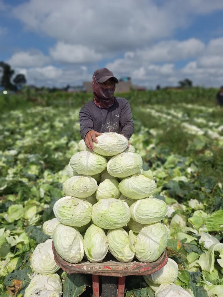 wholesale-organic-vegetable-supplier-Indonesia wholesale organic vegetable supplier Indonesia