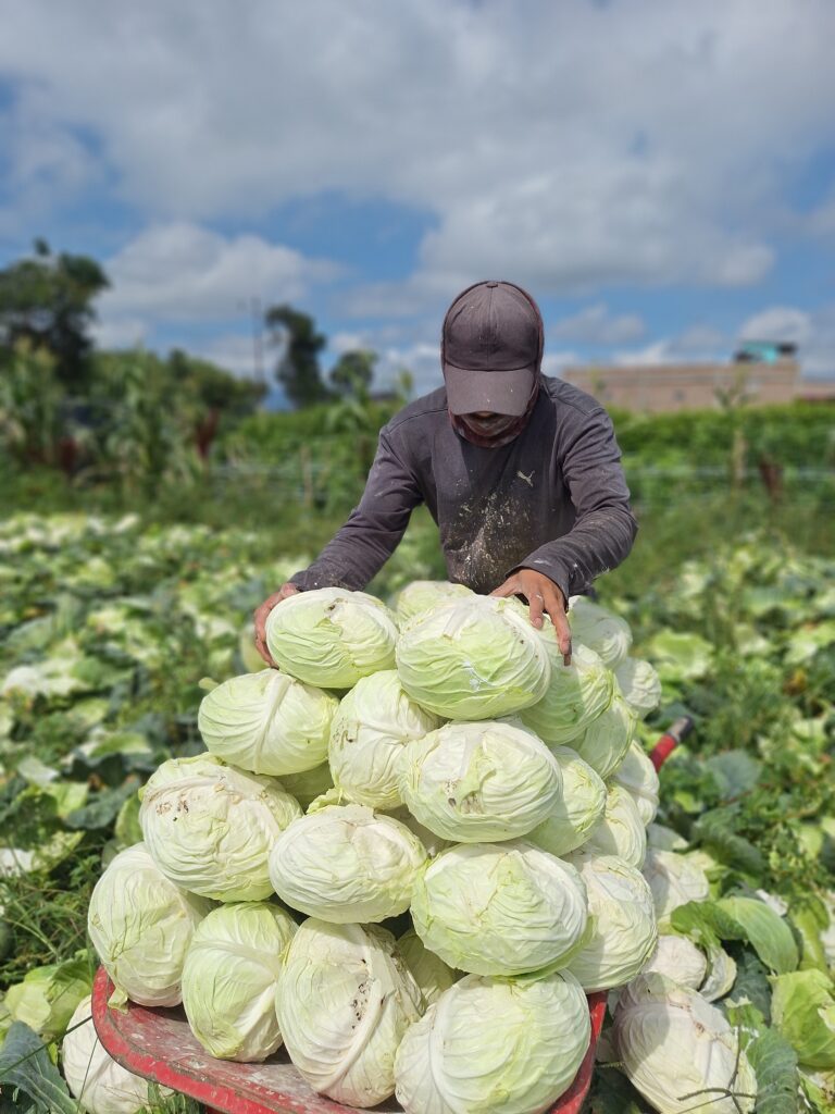 🥬 About Us 1 About Us